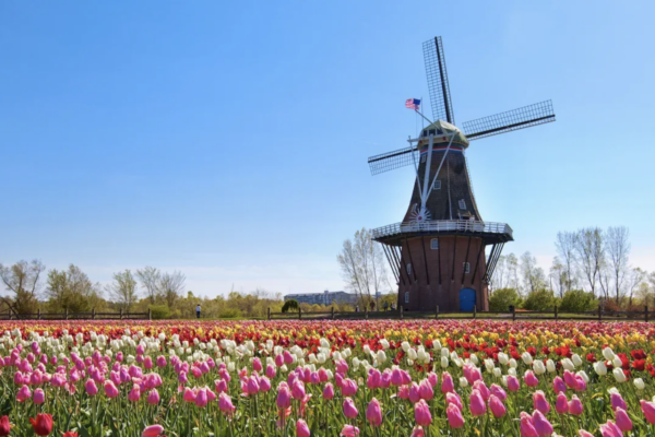 Picture of a Windmill in Holland, Michigan